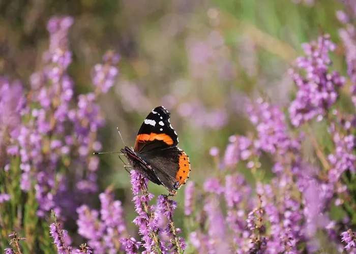 La Vita Veluwe